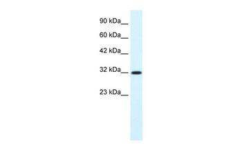 COLQ Antibody