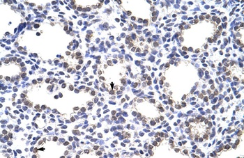 MANSC1 Antibody
