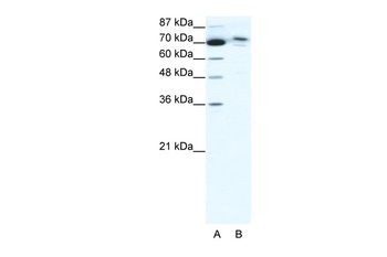 TMEM260 Antibody