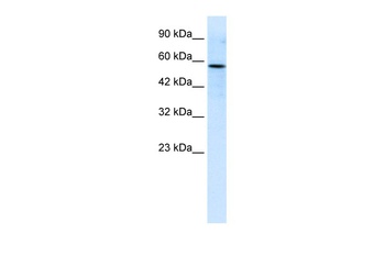 RIPX Antibody