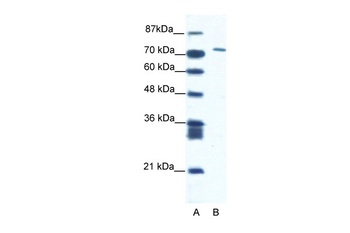 MAMLD1 Antibody