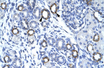 C19orf6 Antibody