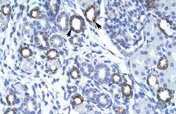 TMEM259 Antibody