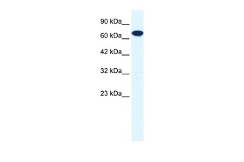 RNF112 Antibody