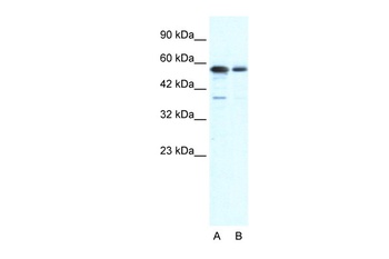 XRCC6 Antibody
