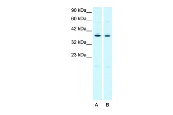 PTGER3 Antibody