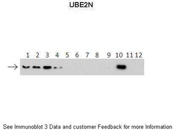 UBE2N Antibody