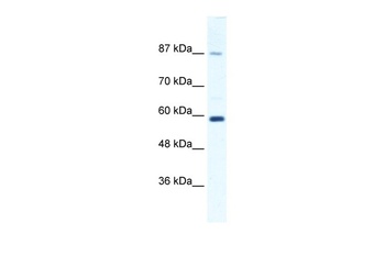 KIF23 Antibody