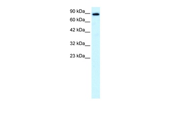 KIF21A Antibody