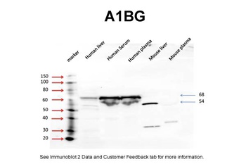A1BG Antibody