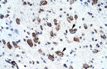 MORF4L2 Antibody