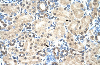 MORF4L2 Antibody