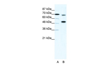 MLL4 Antibody