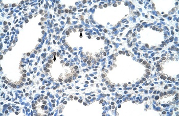 PIR Antibody