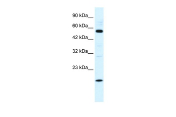 ZNF436 Antibody
