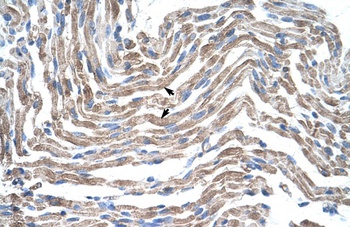 CLDN11 Antibody