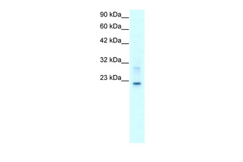CLDN9 Antibody