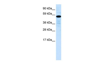 ZNF426 Antibody