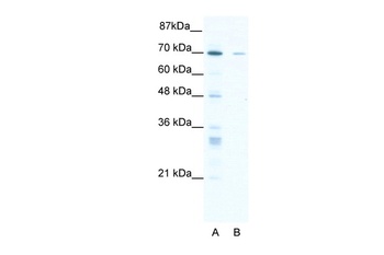 ZNF37A Antibody