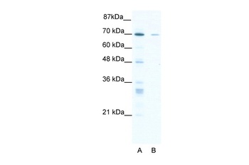 ZNF37A Antibody