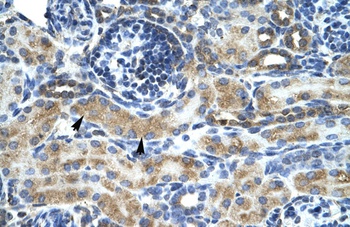 ZNF24 Antibody