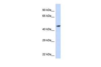 NR2E1 Antibody