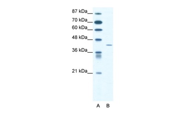 SSTR4 Antibody