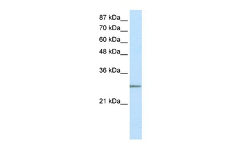 MRGBP Antibody