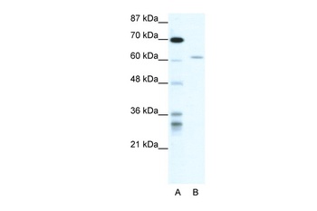 IKZF4 Antibody