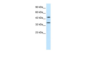 PNMA1 Antibody