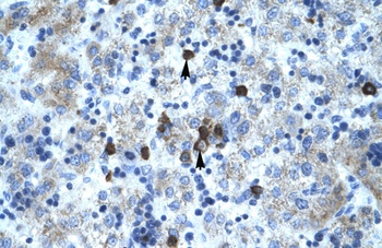 PCYOX1 Antibody