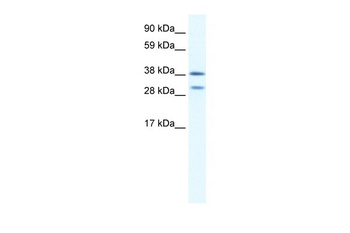 NKX2-3 Antibody