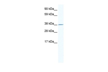 RNF130 Antibody