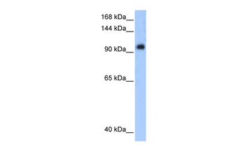 PPP1R13L Antibody