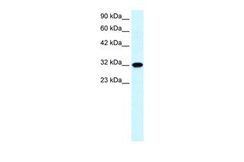 AQP7 Antibody