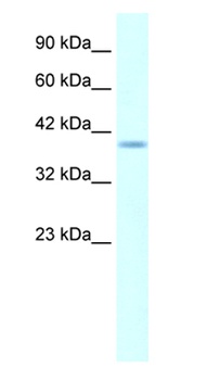 HMX1 Antibody