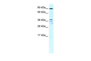 ZC3H7B Antibody