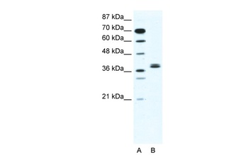 BHLHE22 Antibody