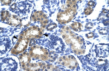 SIX6 Antibody