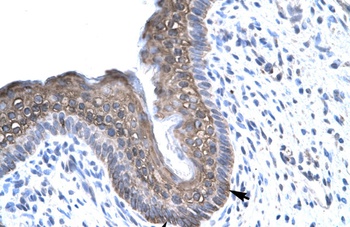 FOXE3 Antibody