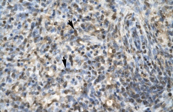 EGR1 Antibody