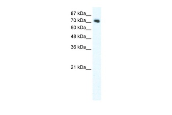 DVL1 Antibody