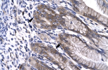 NPAS1 Antibody