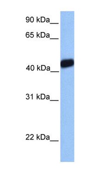 LMX1A Antibody