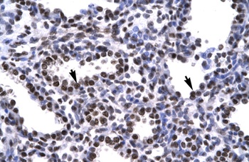 BARHL2 Antibody