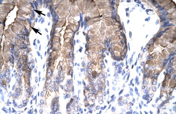 NR4A1 Antibody