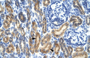 HCLS1 Antibody