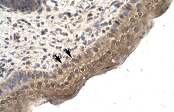 TFCP2L1 Antibody