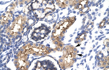 EHF Antibody