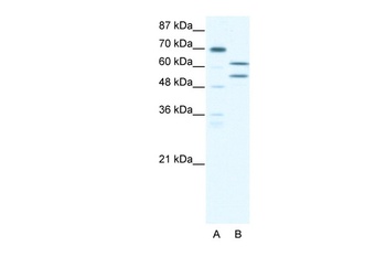 ZBTB43 Antibody